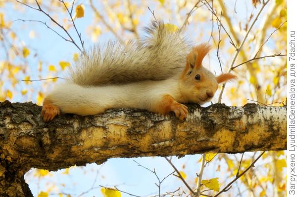 А я уж думала, что мне такую же позу можно принять