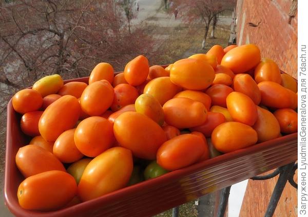 Плоды тестируемого сорта томата "Елисей"