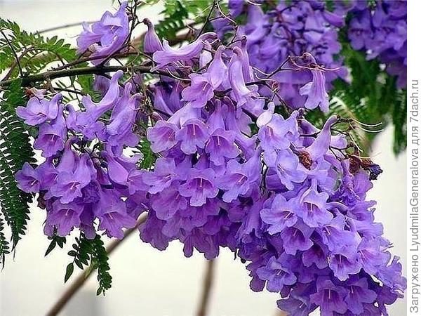 Цветы фиалкового дерева