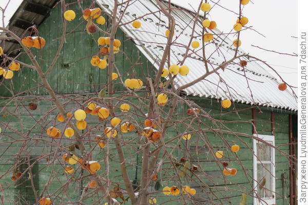 На дачах почти все деревья и кустарники сбросили листву. 28 октября.