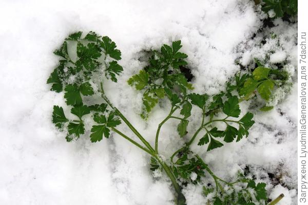 Петрушку на даче откопала.