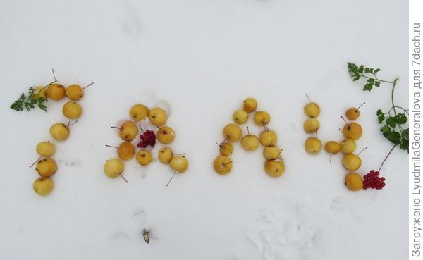 И ранеток на шарлотку набрала. Они не замерзли ещё. И даже &quot;приветик&quot; сайту на снегу выложила.