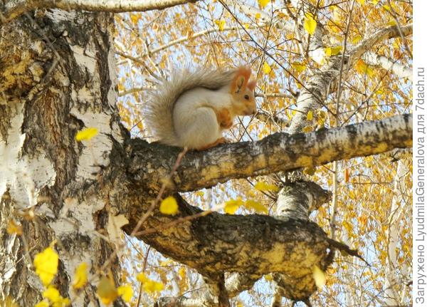 Вот так она использует хвостик