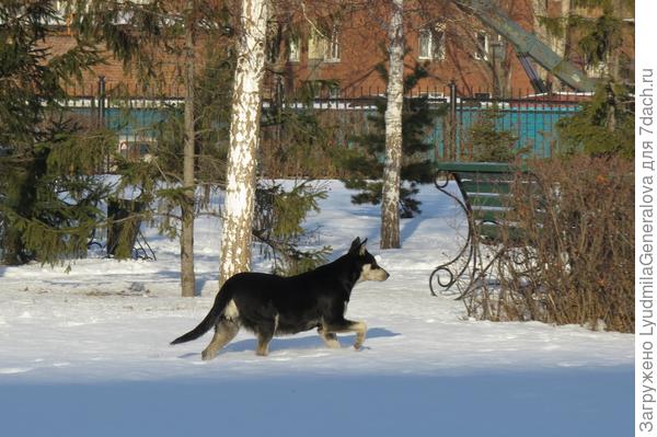 Снега в парке по колено... собачке.