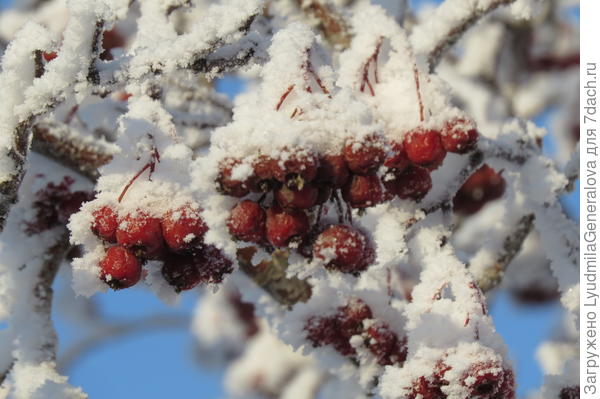 У нас в декабре вот такие &quot;цветы&quot;.