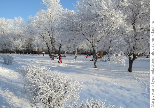 А в инее любое дерево сказочно красивое.
