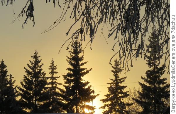 Макушки елей на закате. В полный рост в кадр не входят, строений много.