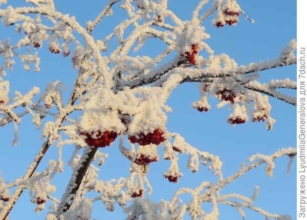 А рябину и ранетки птичкам теперь искать надо! Ничего - ветерком сдует.