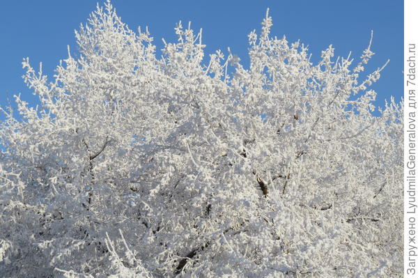 Иней такой крупнокристаллический (как летом густая листва), что и солнце не пропускает.