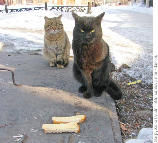 Зависть она такая... И бутерброды с сыром уже не в радость