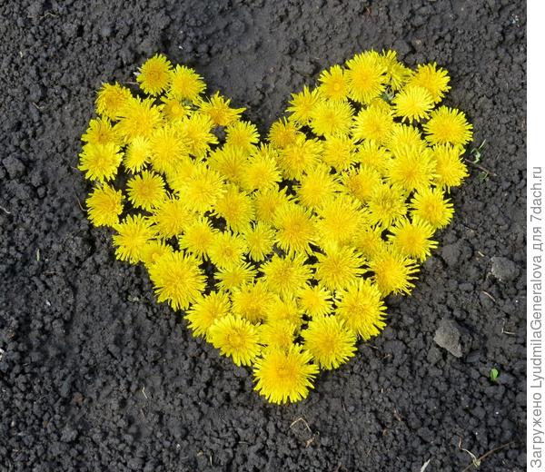 А вот и своё фото нашлось. Весной сделала, когда боролась с одуванчиками. Красивое он создание, но не для огорода. Сердечное вам спасибо за отзывчивость. Ни одного моего вопроса не оставили без ответа.