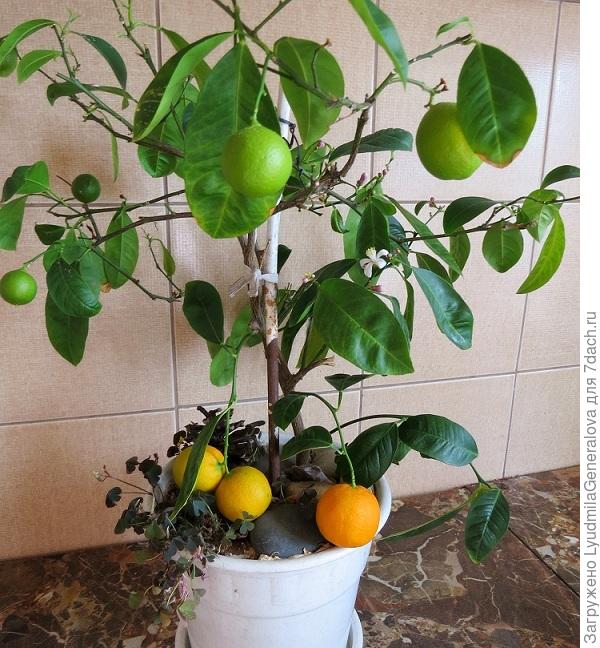 Сейчас цитрусовые в горшочках уже не редкость.