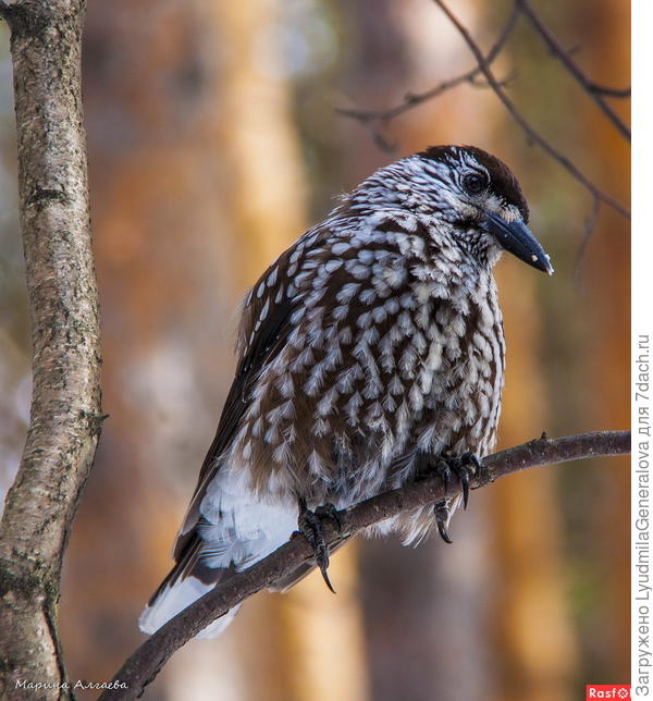 Кедровка из интернета - 2