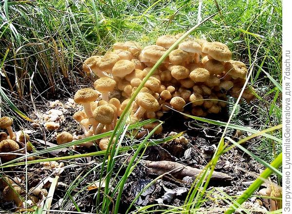 И на пнях, от которых и следа на земле не осталсь, в высокой траве. Тогда уже целым табором. Важно  эти места прикрывать обратно травой, не оставлять на солнце. Да вы и сами это наверное знаете. Удачи!