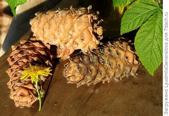 Я такой щедростью не могу... (ей и хвалятся, она, как красота,  либо есть, либо её нет), а вот композиции сосотавлять мне доставляет огромное удовольствие. Надеюсь это скромная композиция с цветочком одуванчика вам понравится. Одуванчик - веснушка солнца, это всегда улыбка, а кедровые орешки - здоровье и долголетие!