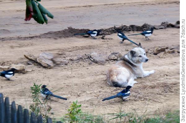 Осада сорок-разбойниц