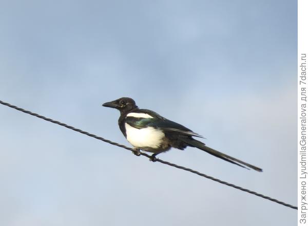 А это взрослый птенец или молодая сорока, как бы правильнее сказать.  Короче говоря слёток.  Теперь ты будешь иметь представление о неказистой сорочей молоди и взрослых  симпатягах сороках.