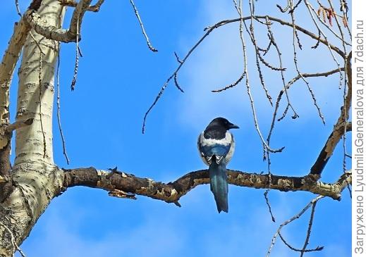 Бдительная.