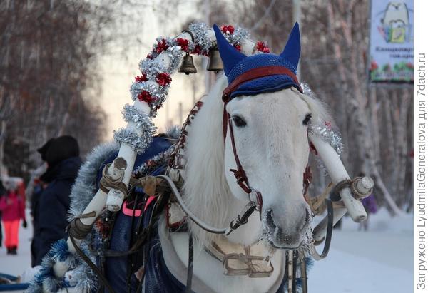 А лошадки  трудятся круглый год.
