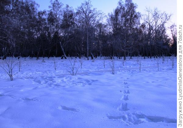 Снега по-прежнему мало. Снимки сделаны вечером на Рождество.