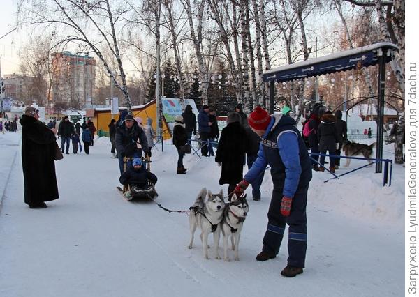 Все каникулы в парках катание на собачьих, оленьих упряжках.