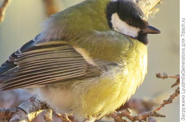 В мороз они распушают перышски и объем из ивуличивается в чуть не в 2 раза. Сегодня - 21 января -  днем было 33, сейчас ночь - минус 34. Давненько таких морозов не было.