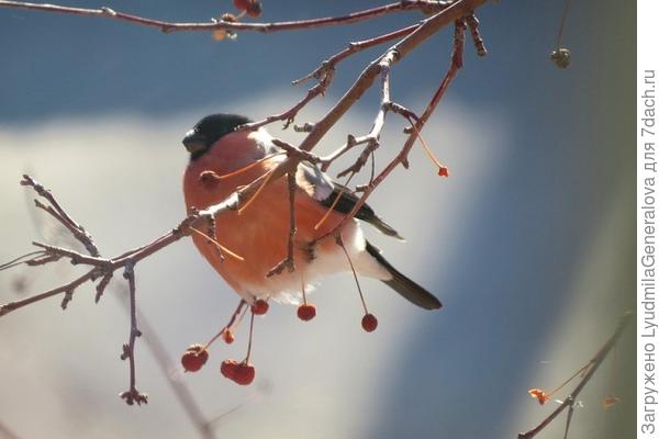 Снегирям не привыкать к морозам... Только ударили крещенские и они пожаловали.
