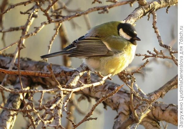Вот как они берегут своё тепло.