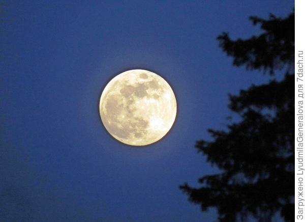 &quot;Приблизила&quot; Луну. Небо чистое. Её хорошо видно.