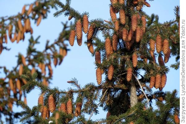 Желаю такого же обильного урожая на даче!