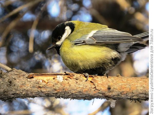 А синичка..... спинку подставила солнышку!