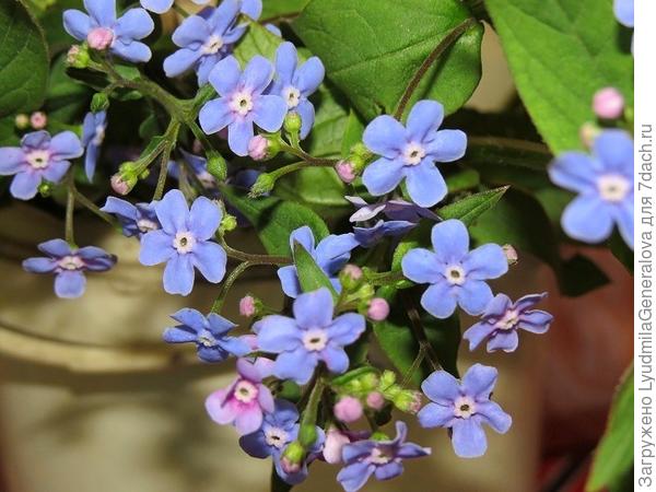 незабудками.