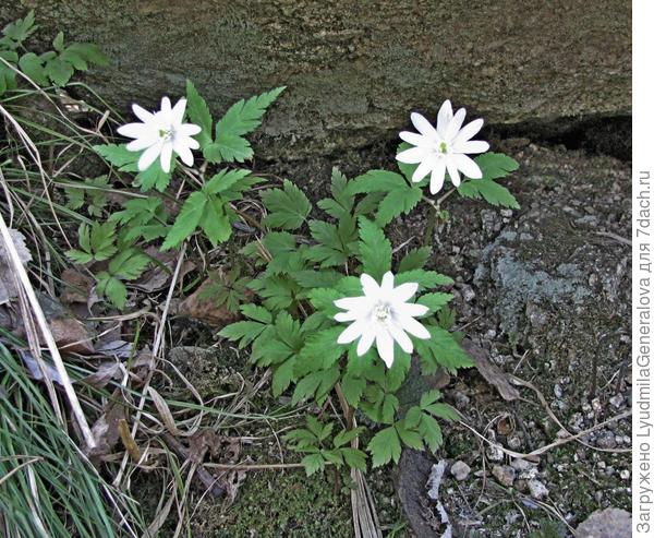 А вот это тоже ветреница. Можете сказать какая?