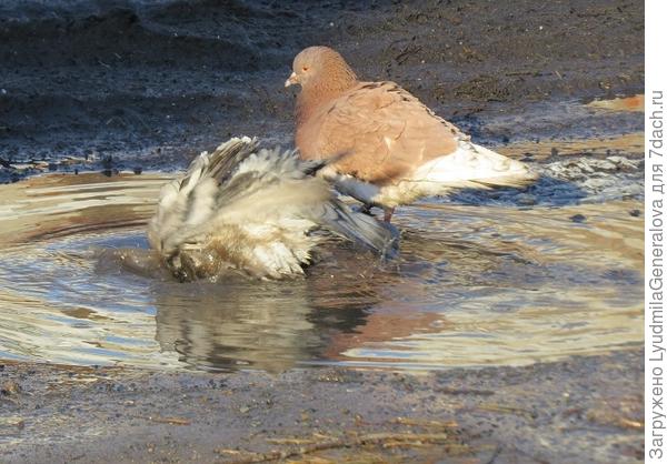 "Головомойка"