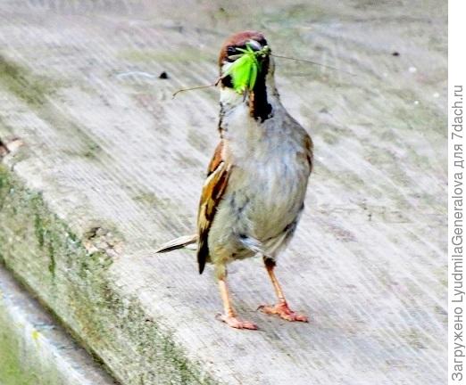Спасибо! Остальные я зажилила для буд. фотоконкурсов