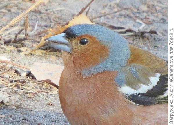 Вот он жених.