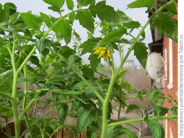 Вещдок. Томаты зацветают.