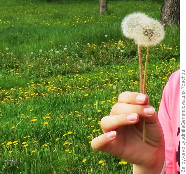 "Петушок или курочка?!..."  (ответ остался тайной)