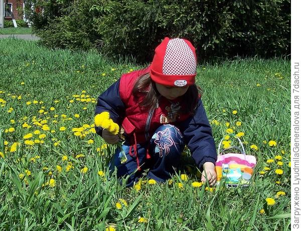 Вот какие цветы дозволено рвать без ограничений - так это одуванчики!