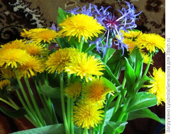 Одуванчики и в букете хорши!
