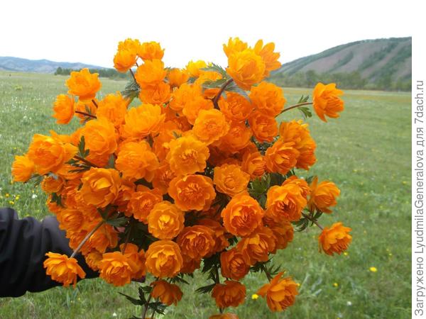 Любви, здоровья и везения!