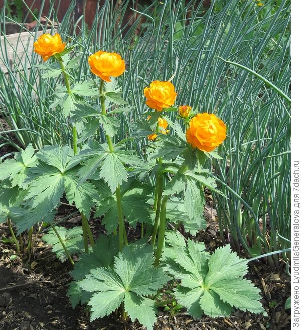 Жарки-купальница-огоньки...