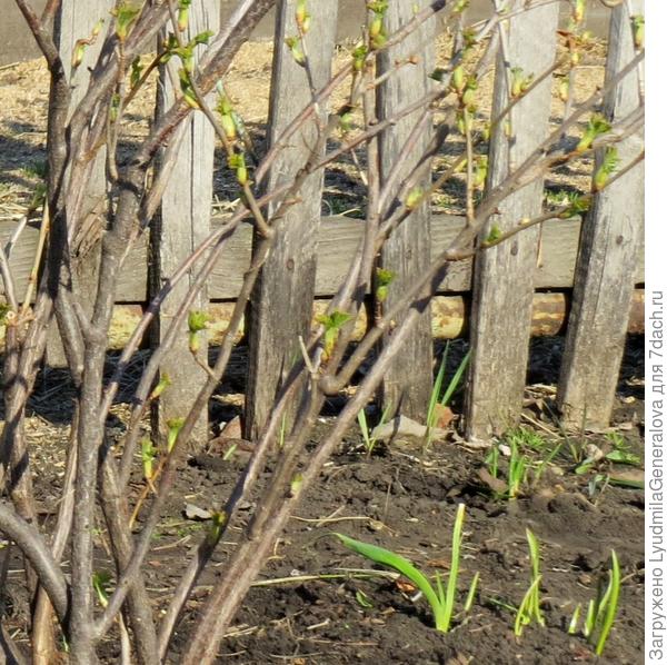 У смородины появляются листочки. Вишни, яблони... спят.