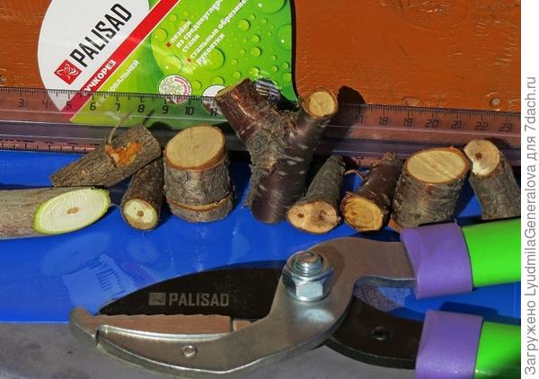 Видишь какие идеальные срезы и на сухих, и на живых.