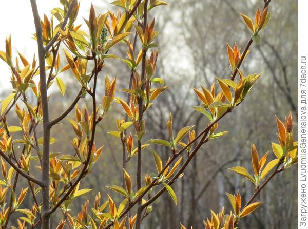 Черёмуха на солнышке, как модница, не знает каким цветом показаться. Зелёный явно не припрятала.
