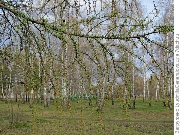Лиственница не только выпустила мягкие иголочки, но и зацвела.
