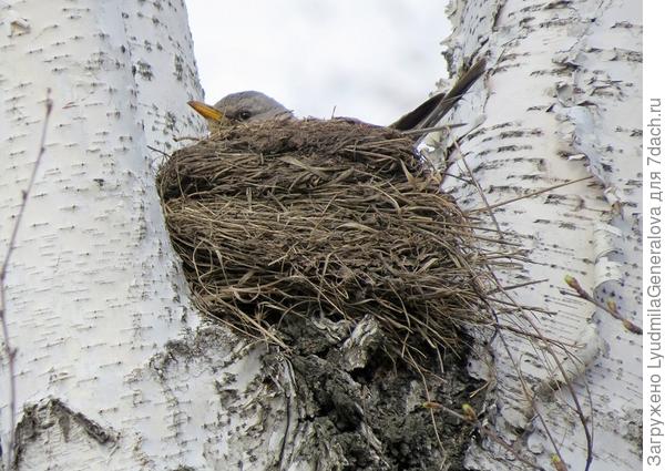 А птицы, наверное не знают, что весна опаздывает.  У них по плану - высиживание, и они не собираются нарушать графики... Вон какие аккуратные гнёздышки себе настроили. Хорошо, что глубокие! А то ветрами мамашу бы сдувало.!