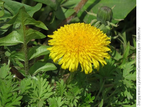 Суперэлитный экземпляр! Комар носа не подточит.