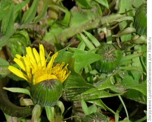 РАЗВЕДЧИК: выходите, братцы, уже не холодно!