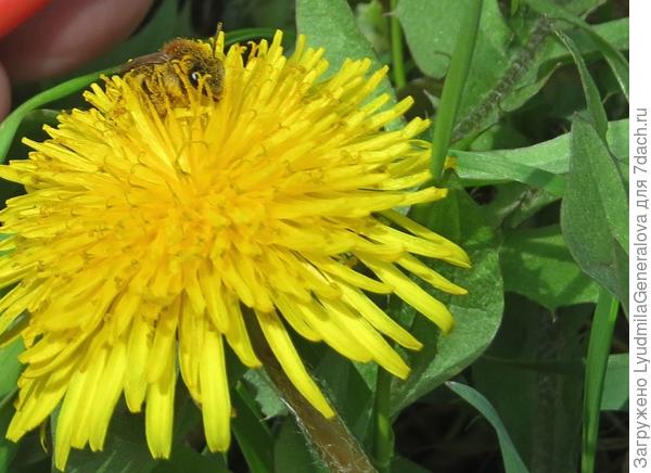 ПЧЕЛА: -  Вот это я зарюхалась...